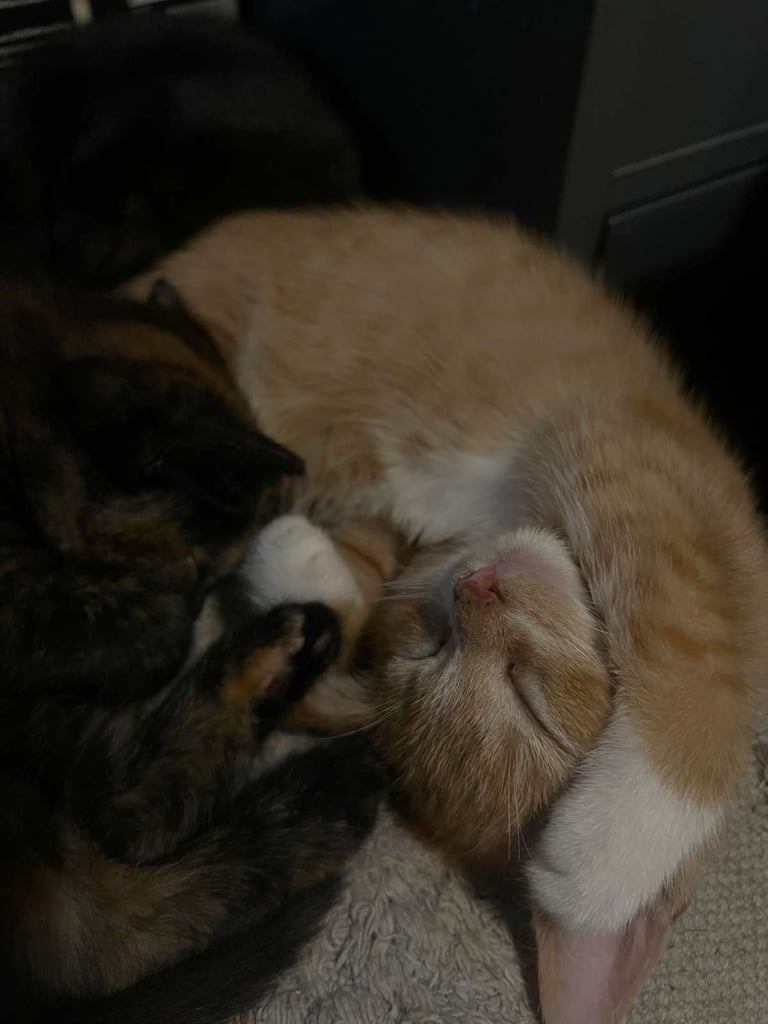 Four adorable kittens ready for loving homes