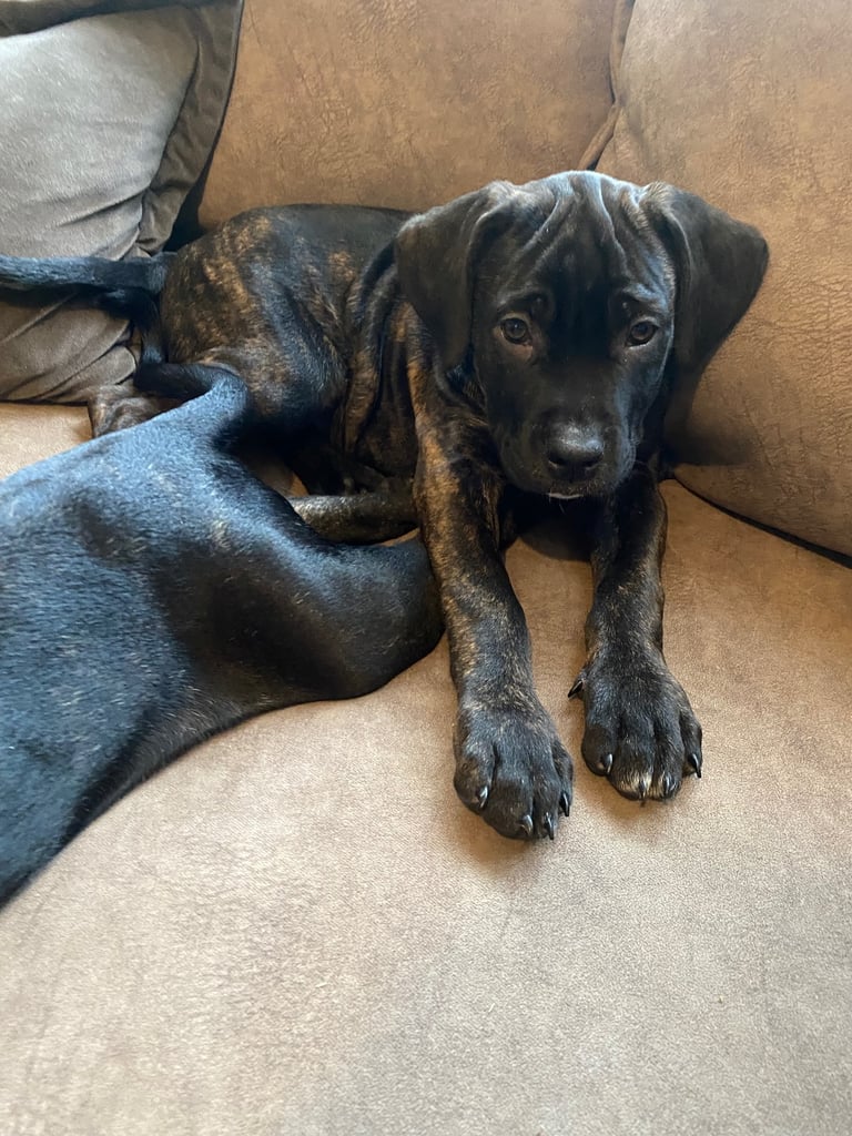 Beautiful 12-Week-Old Cane Corso Puppies Ready for Their New Homes