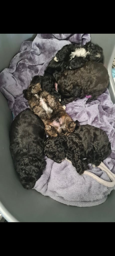 Beautiful shihpoo puppies 