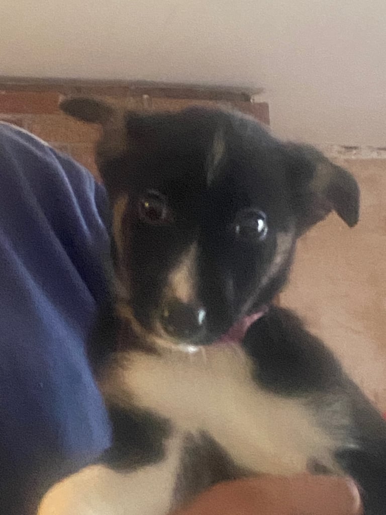 Gorgeous female Border Collie NOW REDUCED !!!!!!!!!!!!!!!!!