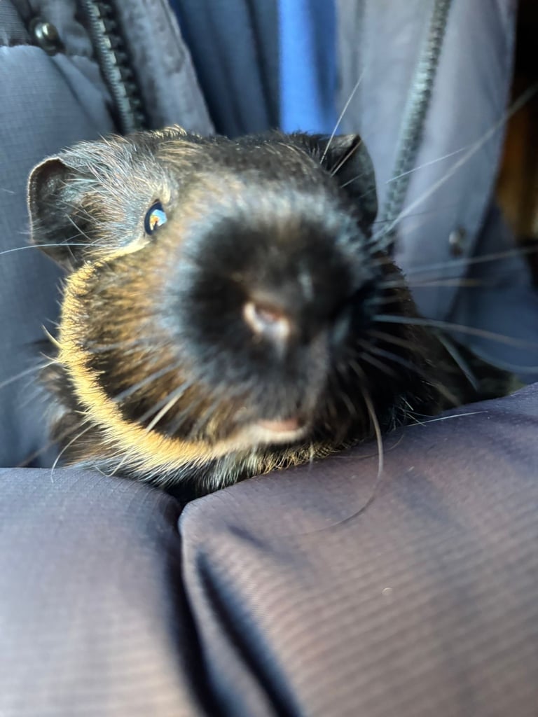 Guinea pigs x2 boys fully bonded 