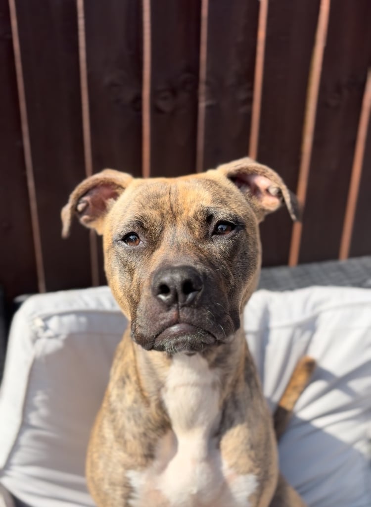 Nova 🐾❤️presa canario mix 