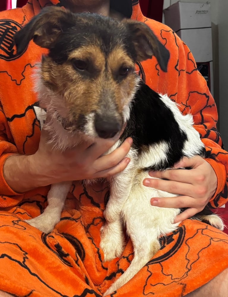 image for Jack Russell 
