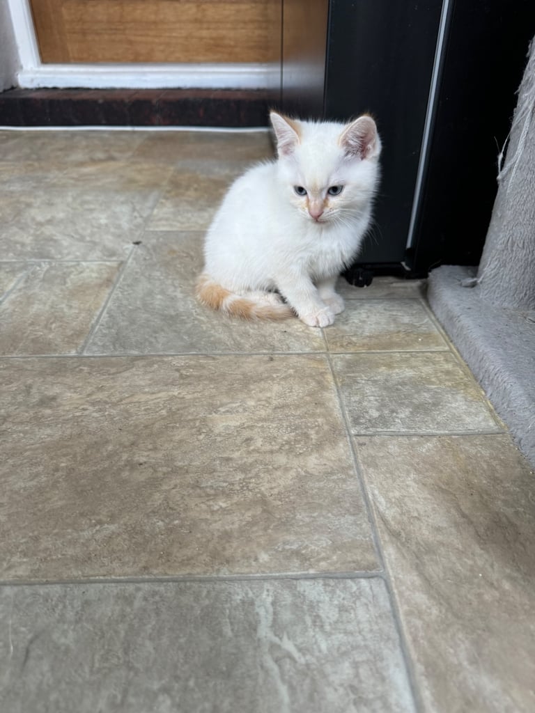 Flame point shorthair kittens 