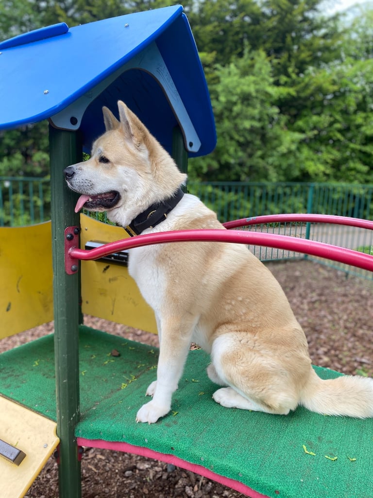 Male American Akita in desperate need for a new loving home.