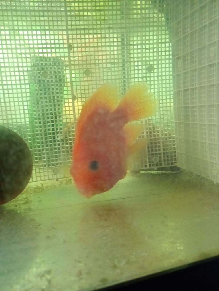 image for Red parrot fish 