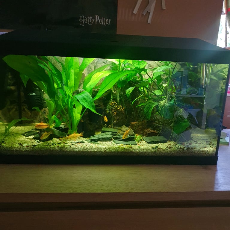 Fish tank 54 l