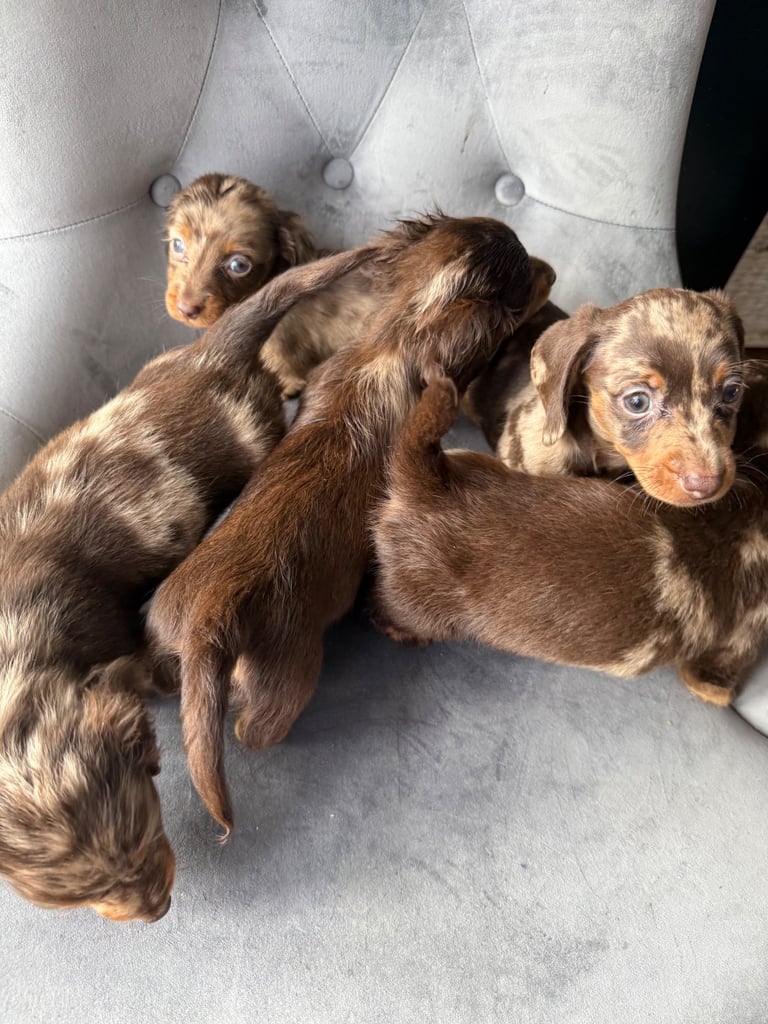 Chocolate fluffy Dauchshund 