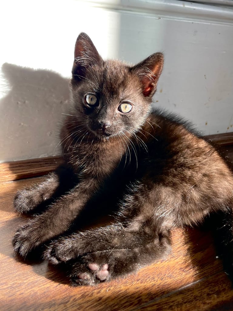 Two GORGEOUS Kittens - male & female 