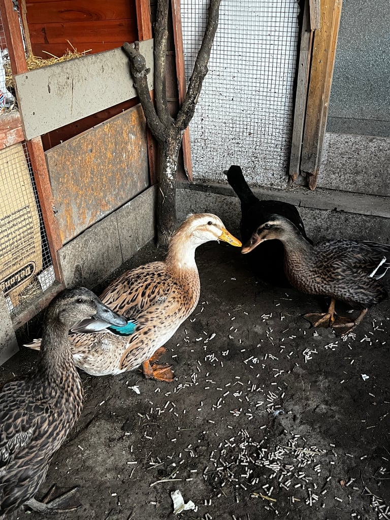 4 Ducks and 10 chickens 