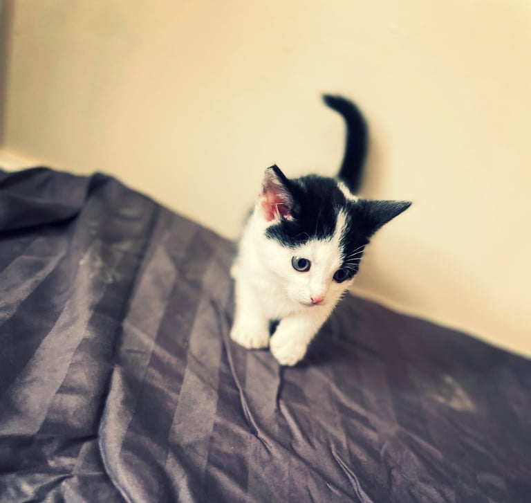 Kittens - 11 weeks old 