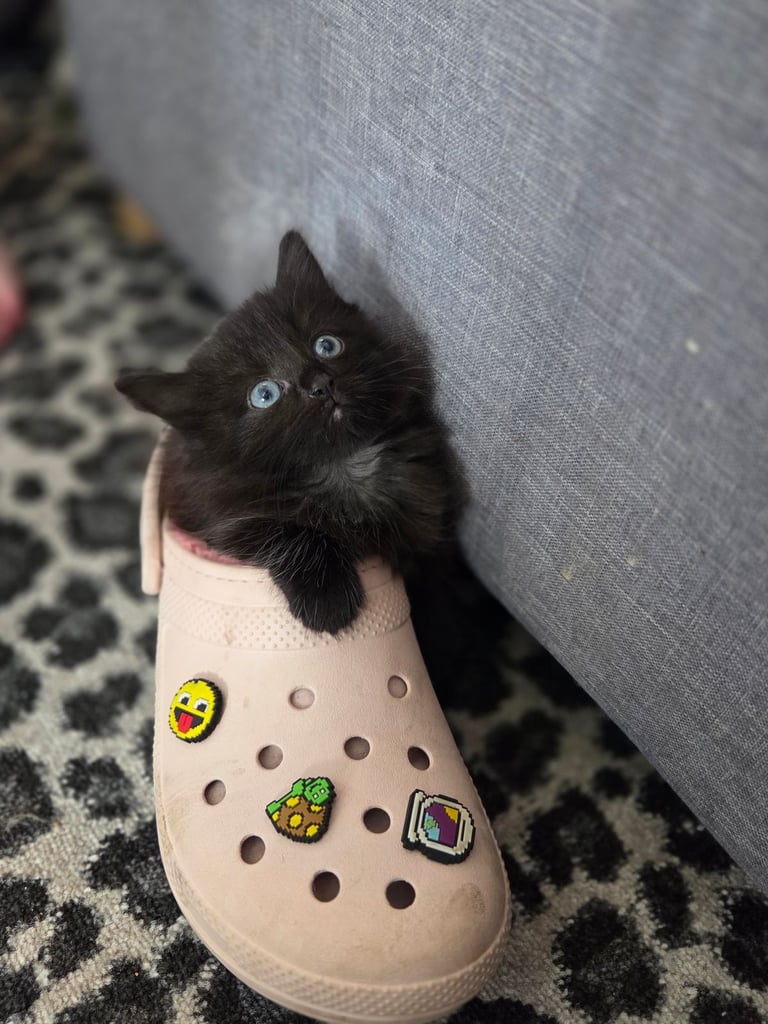 Kitten's for sale 