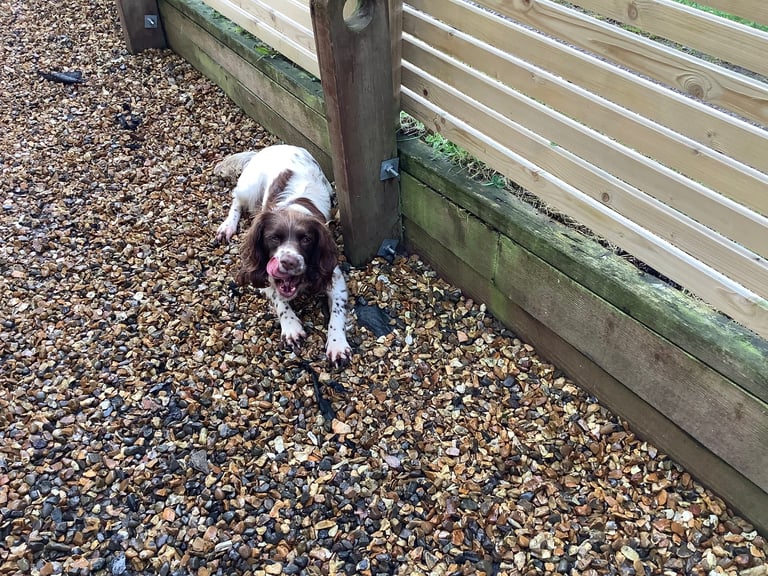 Springer Spaniel ( Girl )