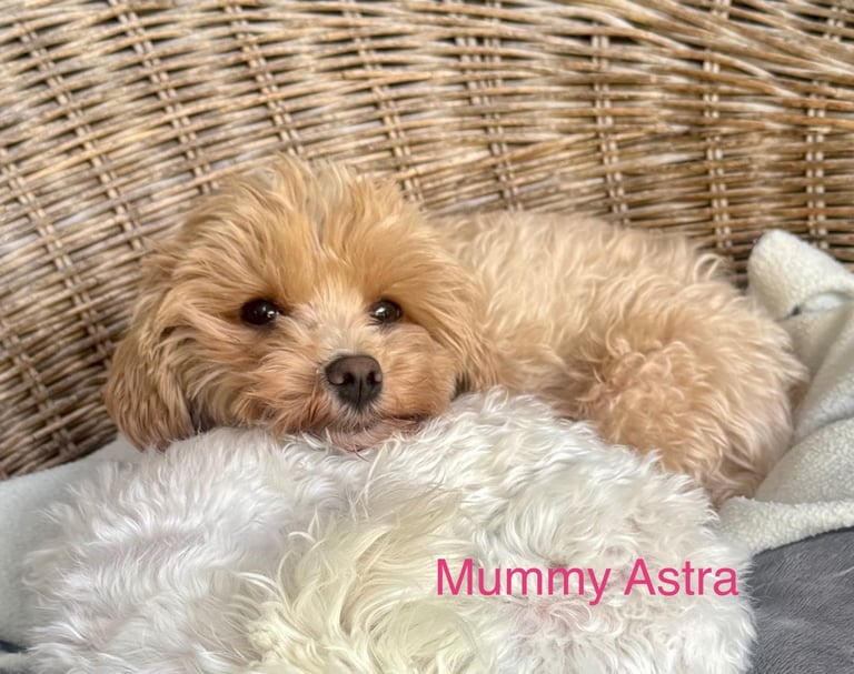 Exquisitely Cute Toy Teddy Maltipoo Puppies