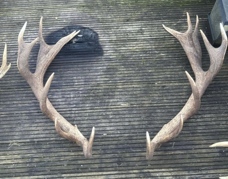 Antler 