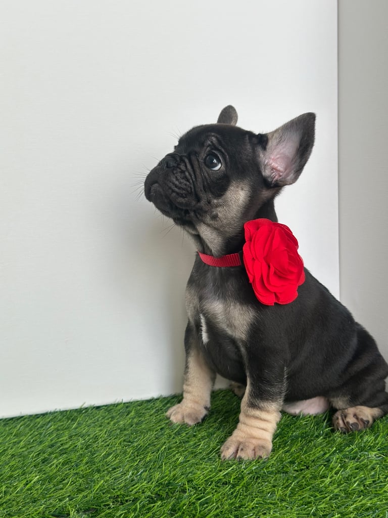 5 French bulldog puppies 