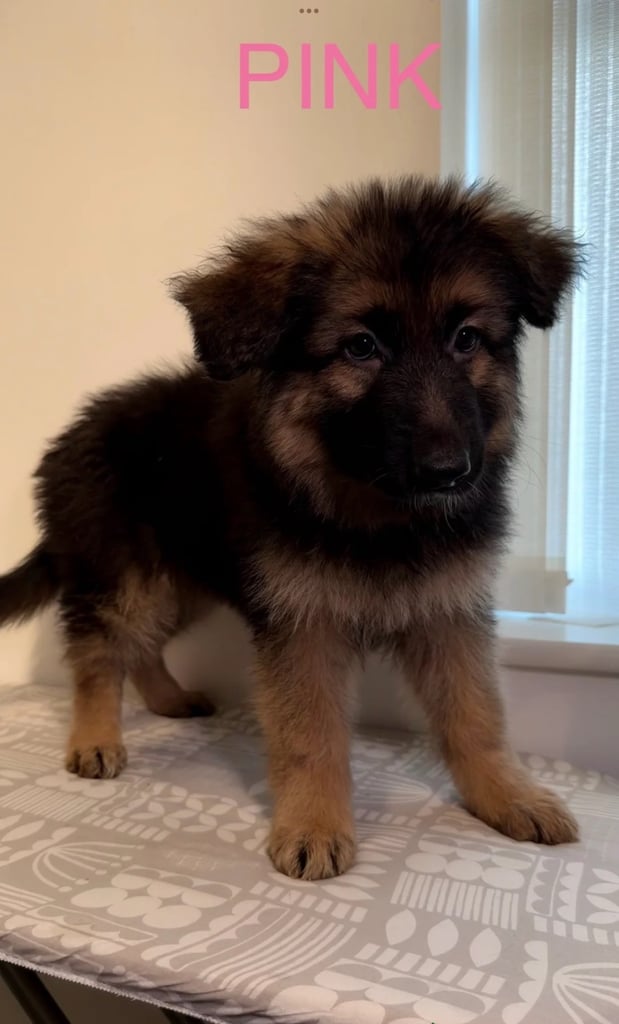 *READY* RARE BLUE/BLACK KC REG GSD PUPS 💙 🐾