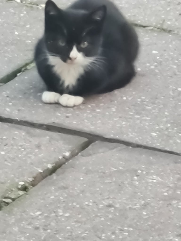 Black and white Kitten for sale