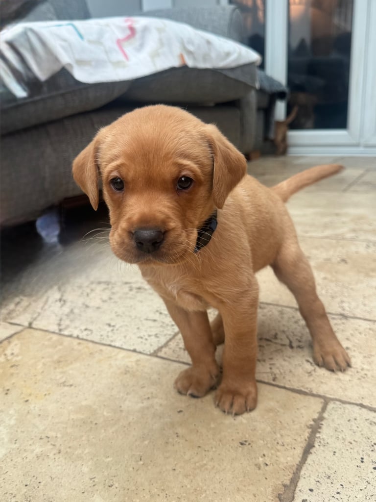 Fox red Labrador puppy’s 