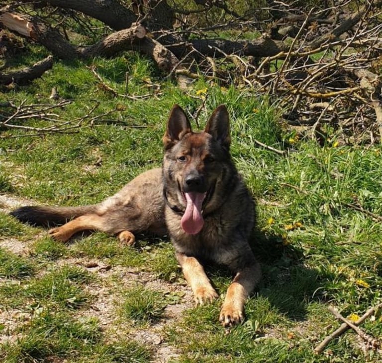 Czech German shepherd male 