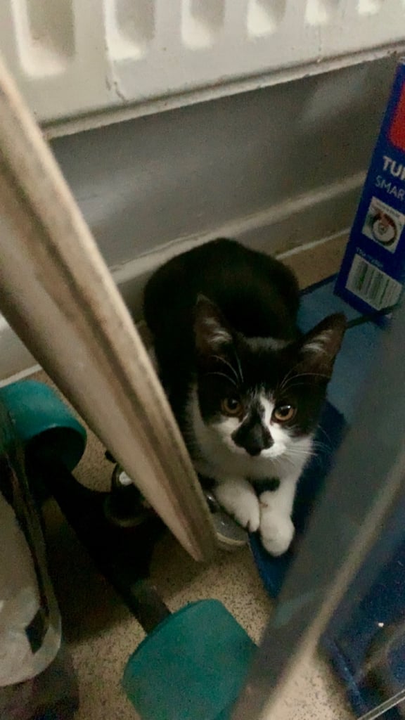🐾Kittens for sale, urgent rehoming 