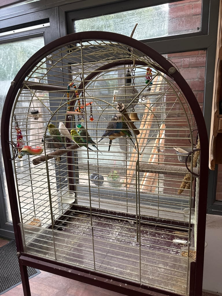 Budgies & large cage