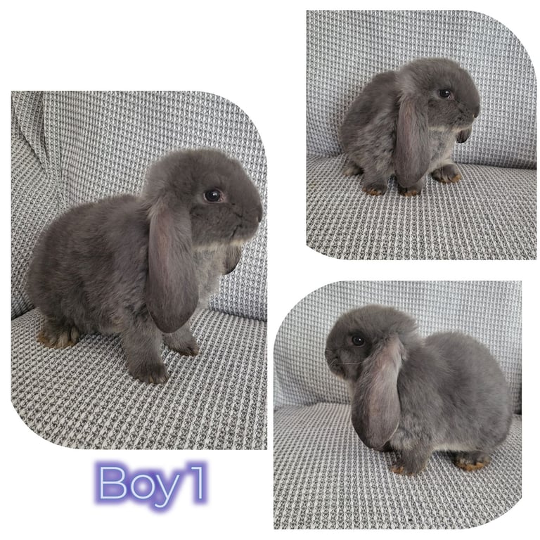 Giant french lop babies