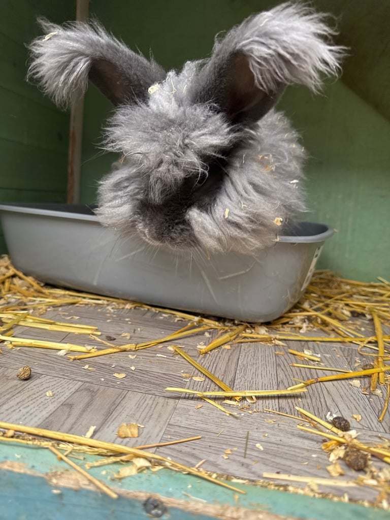 Rabbit for sale 