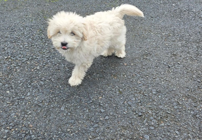 Maltipoo puppies