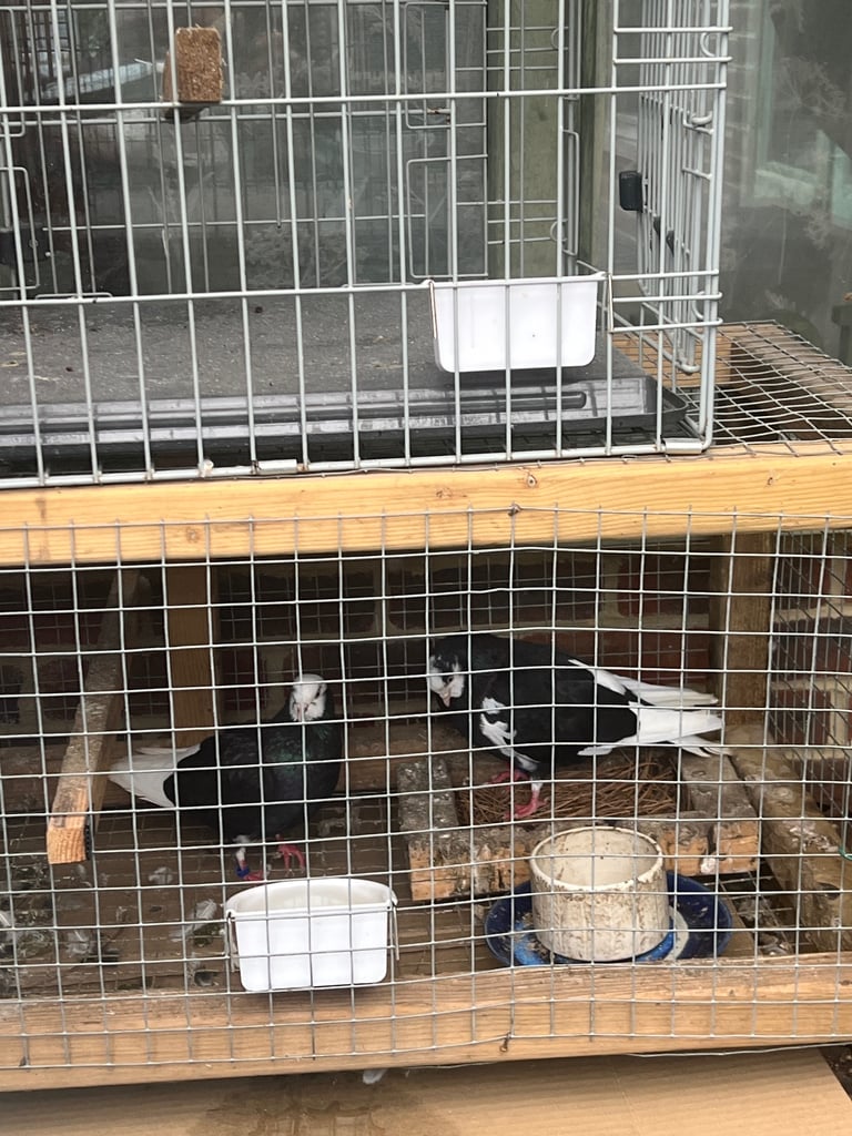 FREE to Birmingham Roller Pigeon enthusiast ( good home! ) 