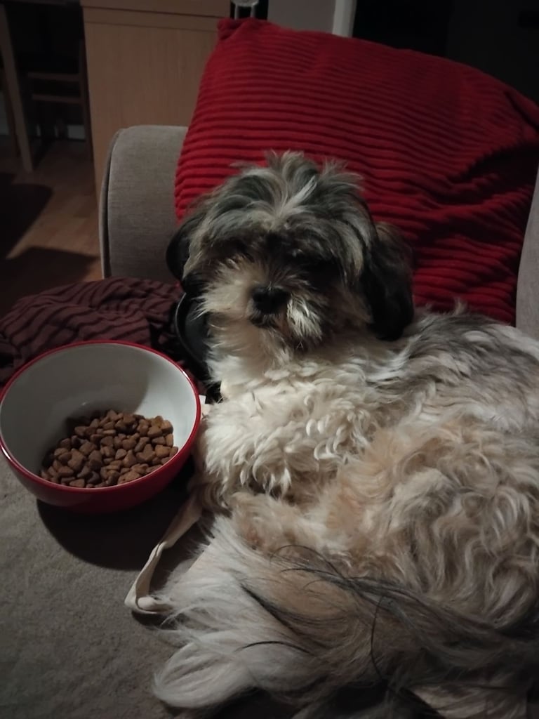 image for Teddy- 14 month old shih tzu male