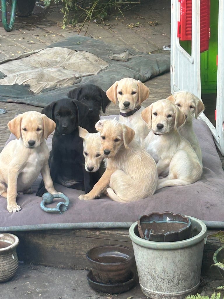 Labrador puppies for sale