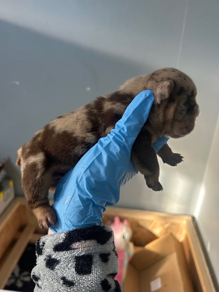 English Bull dog pups 
