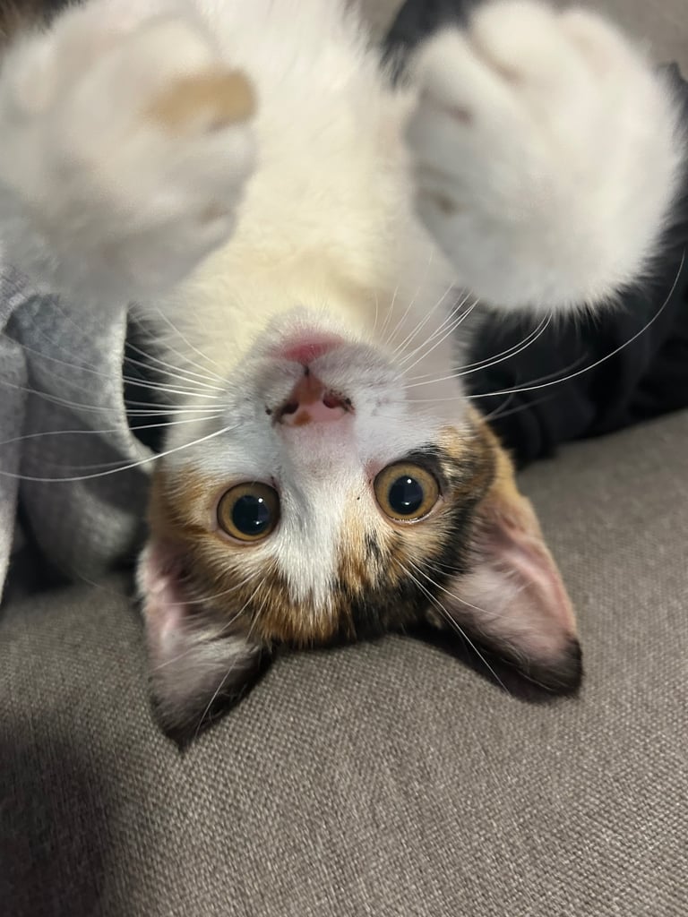 Calico Kitten For Sale 