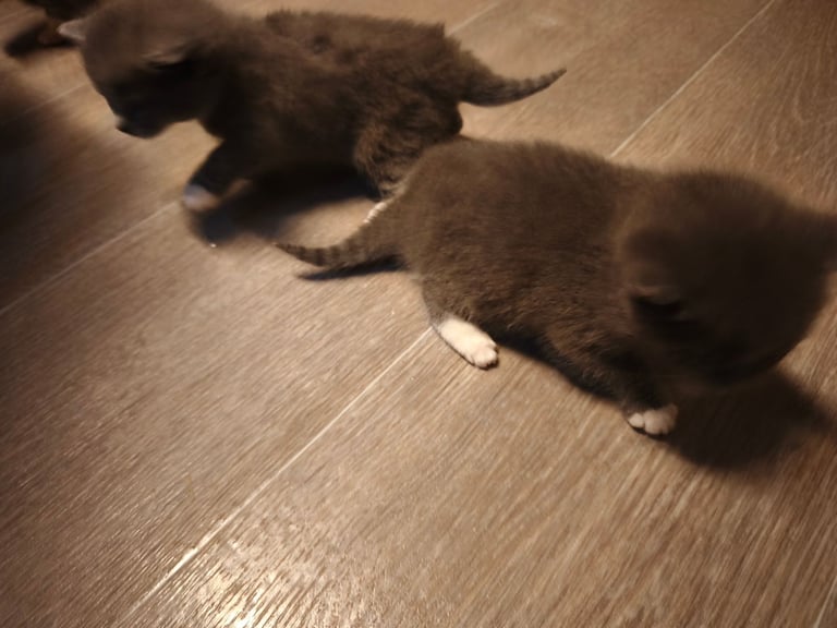 Kittens