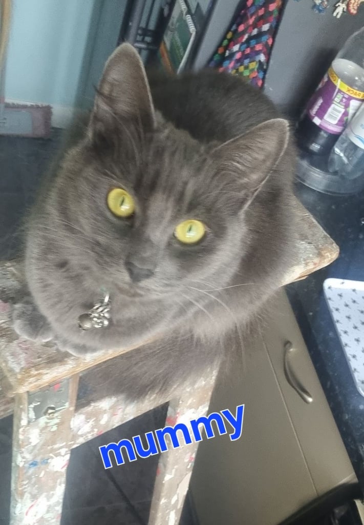 Kittens for sale 