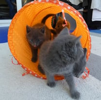 Pure Russian Blue Kittens: 2 boys, 2 girls