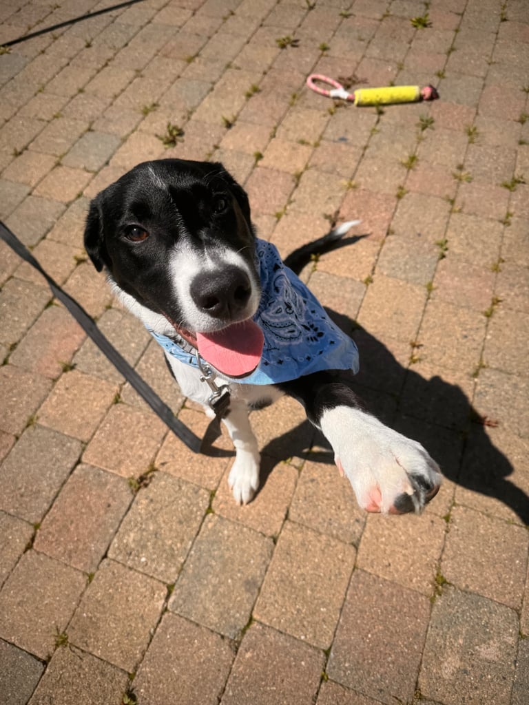 Collie/lab 9 month old 