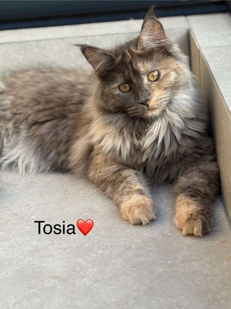 image for Maine Coon XXL- Pedigree 