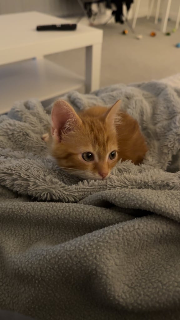Kitten for sale