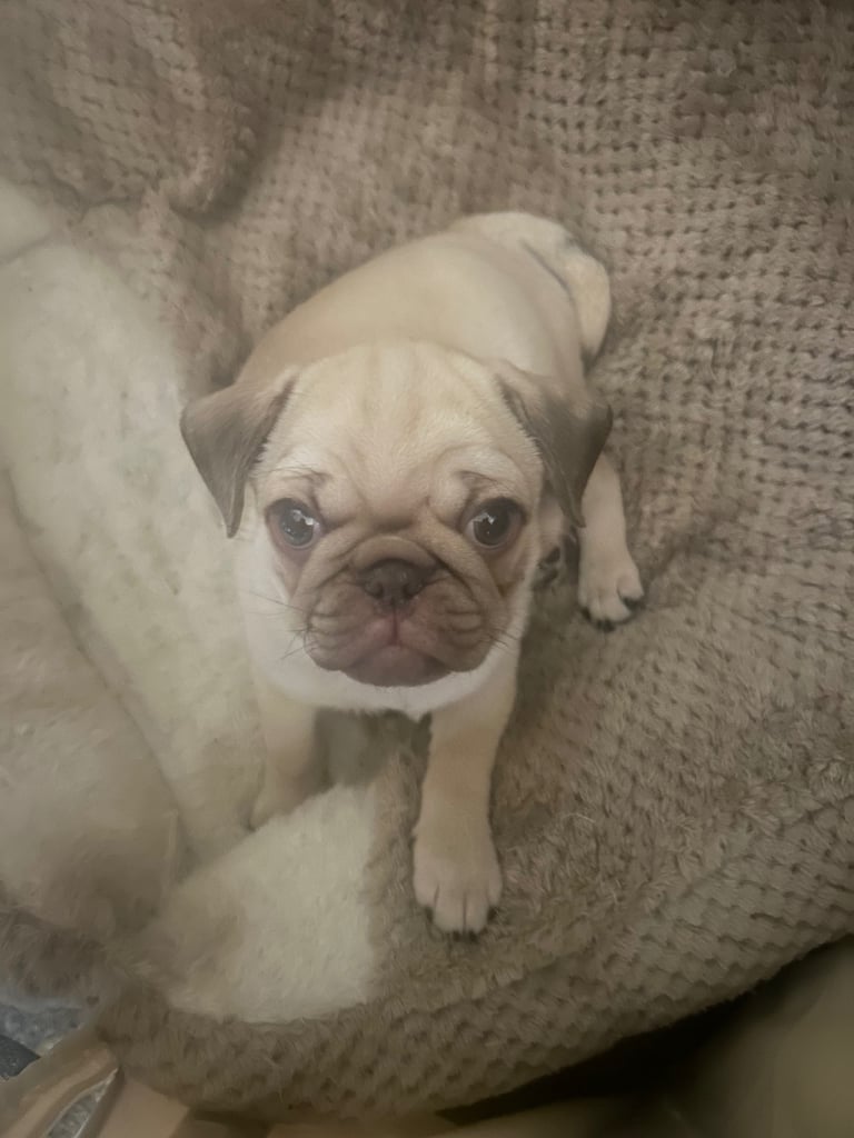 Pug puppy for sale 
