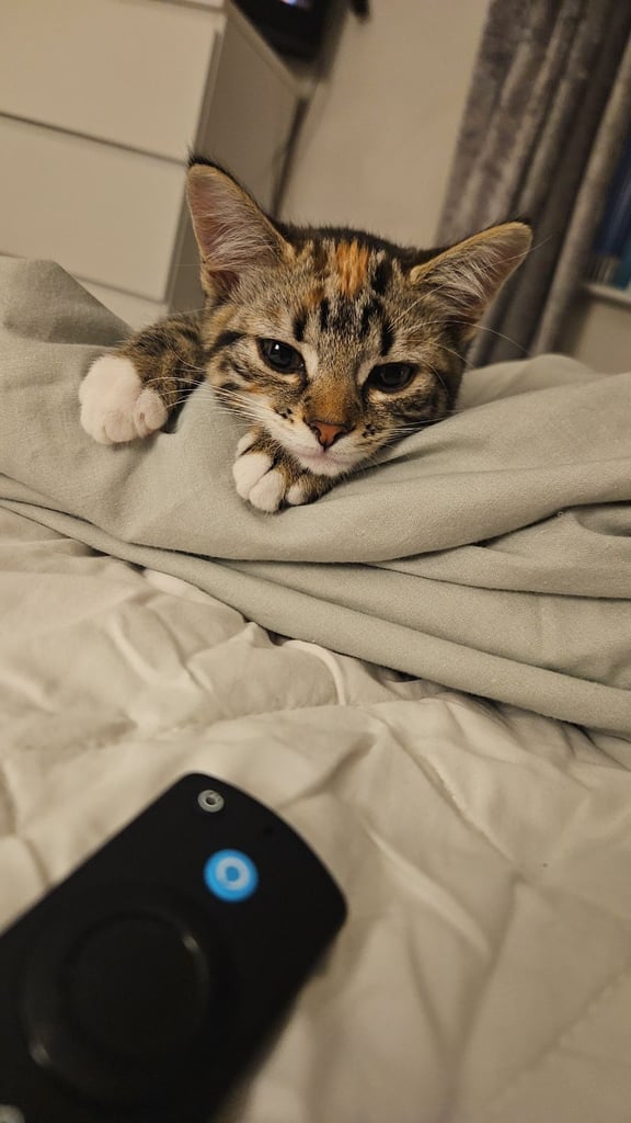 Cat/kitten