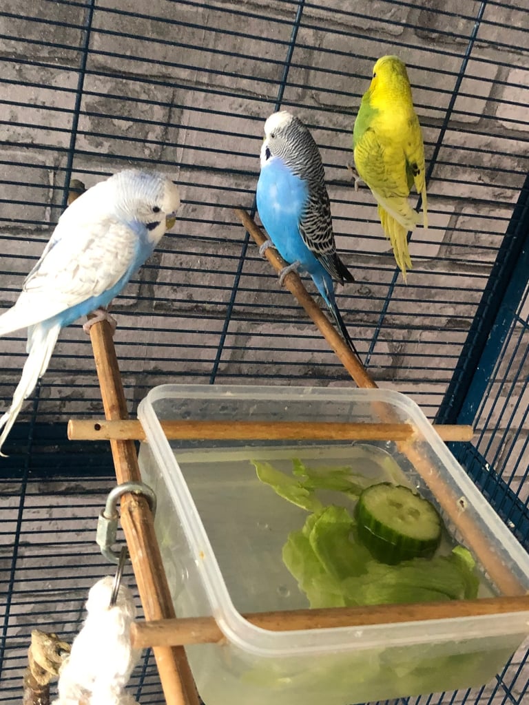Budgies 