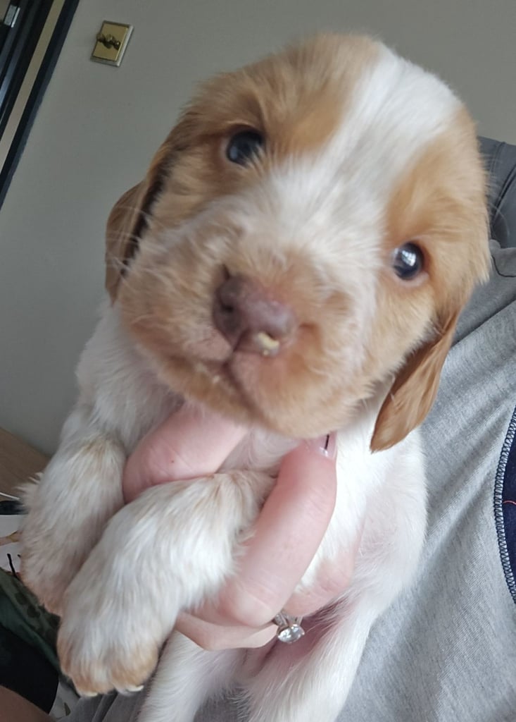 Cocker spaniel puppies