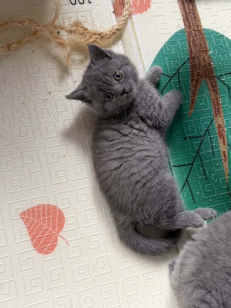 🐾 British Shorthair Kittens for Sale 🐾