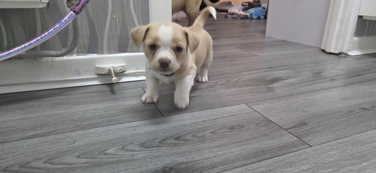 Adorable F1b Bullhuahua/ chihuahua puppies ## creamy left ##  ## READY TO GO ## 