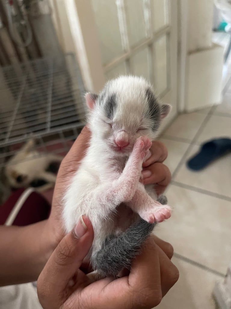 Kittens looking for a home