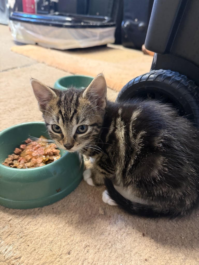 10 weeks old Kittens