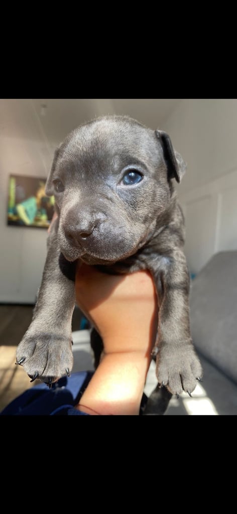 Blue staffie puppys