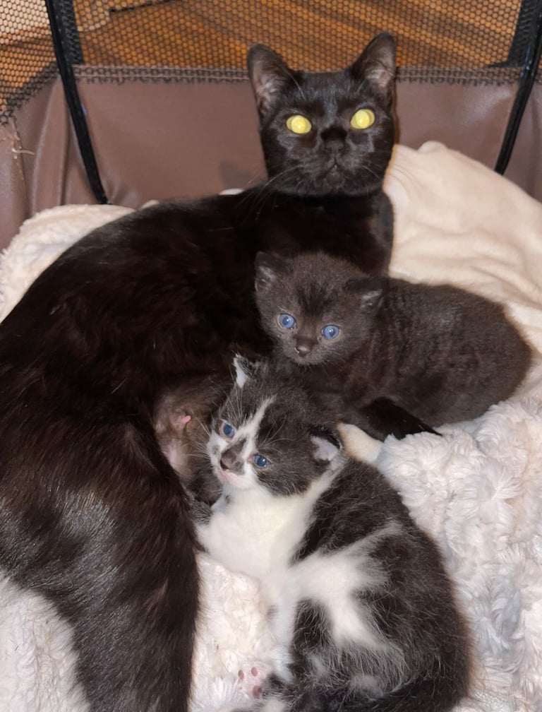 Two GORGEOUS Kittens - male & female 